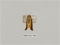 藏品(燈蛾科)的圖片